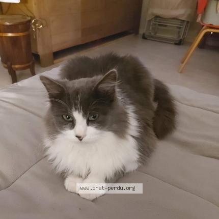 Foto 1/1 Tarzan Chat perdido en Faveraye machelles