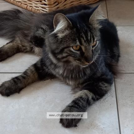 Foto 1/1 Lucky Chat perdido en Montelimar