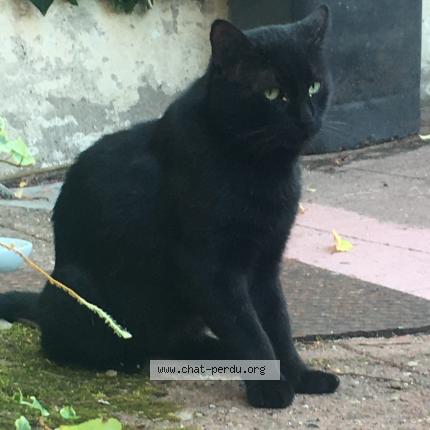 Foto 1/1 Gaston Chat perdido en Talence