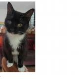 Foto del gato perdido en Simiane Collongue