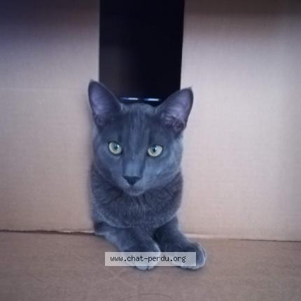 Foto 1/1 HARRY Chat perdido en Lieuran les beziers