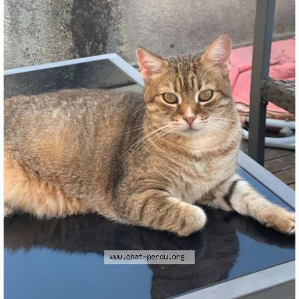 Foto 1/1 Loulou Chat perdido en Valence