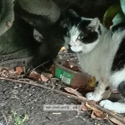 Foto 1/1 Gato encontrado Encontrado en Lille