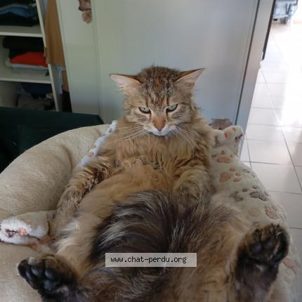 Foto 1/1 RUMBA Chat perdido en Grues