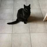 Foto del gato perdido en Alencon