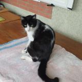 Foto del gato perdido en Sauveterre De Comminges