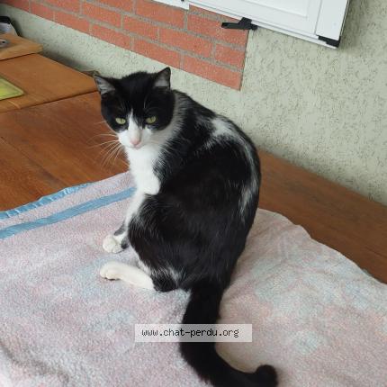 Foto 1/1 Alfredde Chat perdido en Sauveterre de comminges