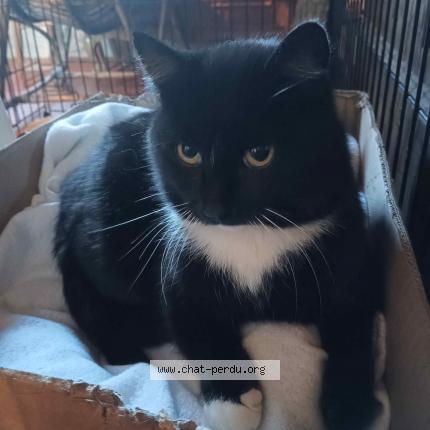 Foto 1/1 Kheops Chat perdido en Fourchambault