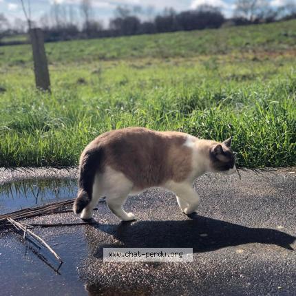 Foto 1/1 Haiku Chat perdido en Saint viaud