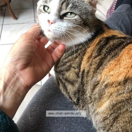 Foto 1/1 Romy Chat perdido en Le bouscat