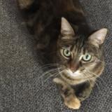 Foto del gato perdido en Fondettes