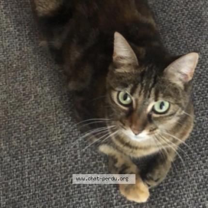 Foto 1/1 Dinah Chat perdido en Fondettes