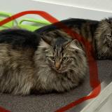 Foto del gato perdido en Chauriat