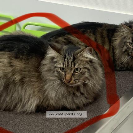 Foto 1/1 Socrate Chat perdido en Chauriat