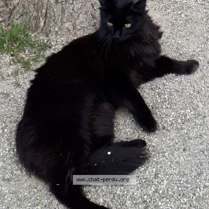 Foto 1/1 Minuit Chat perdido en Obernai