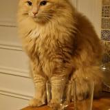 Foto del gato perdido en Maule