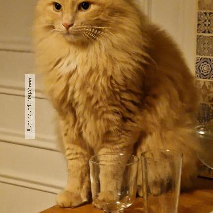 Foto 1/1 Pompon Chat perdido en Maule