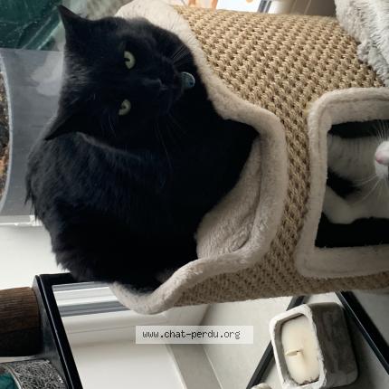 Foto 1/1 Souriceau Chat perdido en Devecey