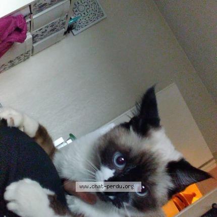 Foto 1/1 Opale Chat perdido en Villeneuve tolosane