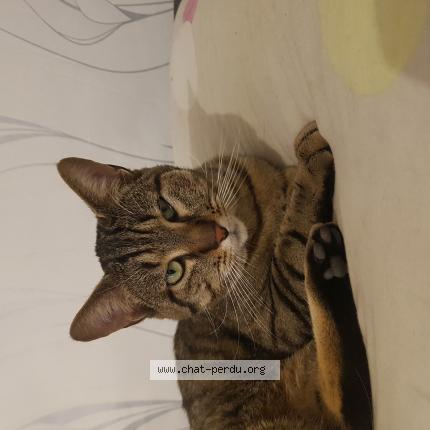 Foto 1/1 Mimine Chat perdido en Amiens