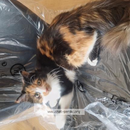 Foto 1/1 Cali Chat perdido en Saizerais