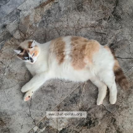 Foto 1/1 Twyxie Chat perdido en Etain