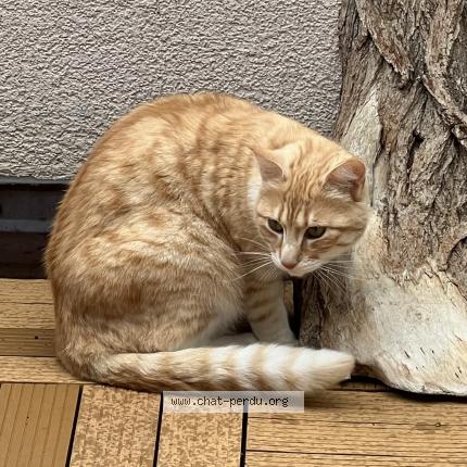 Foto 1/1 Pixie Chat perdido en Troinex