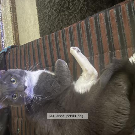 Foto 1/1 Gato encontrado Perdido en Maisons alfort