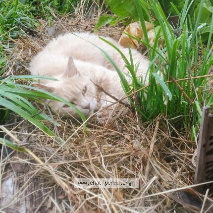 Foto 1/1 Panic Chat perdido en Saint meloir des ondes