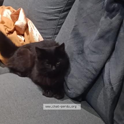 Foto 3/5 cleo Chat perdido en Veneux les sablons