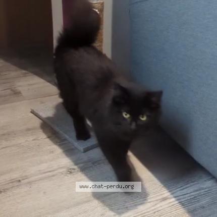 Foto 5/5 cleo Chat perdido en Veneux les sablons