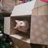 Foto del gato perdido en Saint Jouin De Marnes