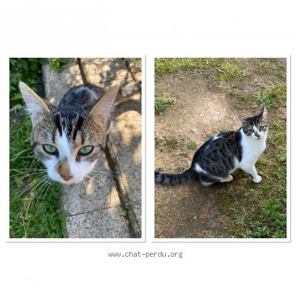 Foto 1/1 Oslo Chat perdido en Lucon