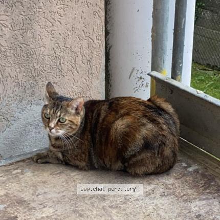 Foto 1/1 Louna Chat perdido en Vesoul