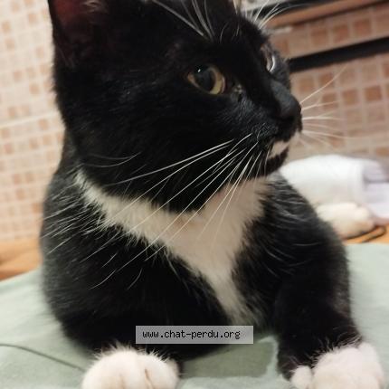 Foto 1/1 Lylo Chat perdido en Luisetaines