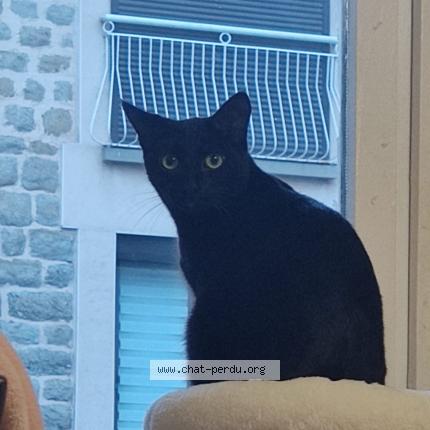 Foto 1/1 Snow Chat perdido en Saint etienne