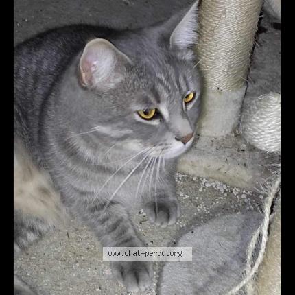 Foto 1/1 Simba Chat perdido en Arleux en gohelle