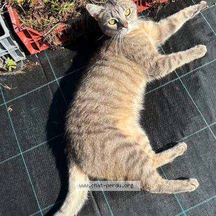 Foto 1/1 Gato encontrado Encontrado en Habere lullin