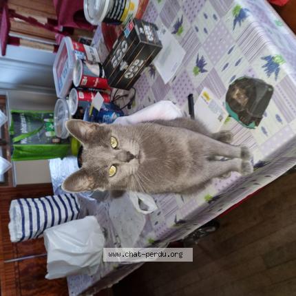 Foto 1/1 Magali Boinet Chat perdido en Ouzouer sur loire