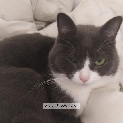 Foto 1/2 Miouba Chat perdido en Vermenton