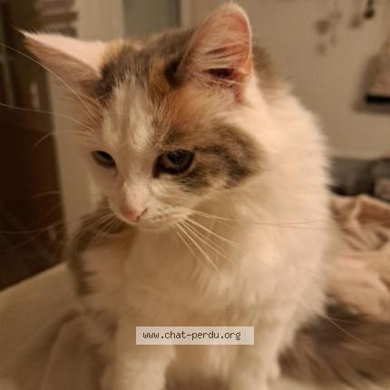 Foto 1/1 Choupette Chat perdido en Domart en ponthieu