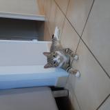 Foto del gato perdido en Beaucouze