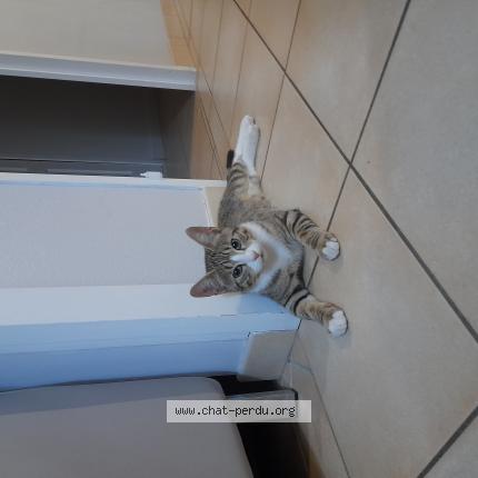 Foto 1/1 Uliss Chat perdido en Beaucouze