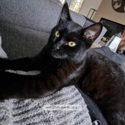 Foto 1/1 Louis Chat perdido en Wepion