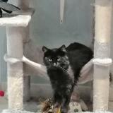 Foto del gato perdido en Creon