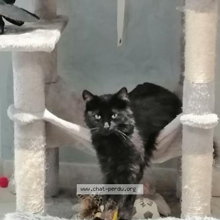 Foto 1/1 Gato encontrado Perdido en Creon