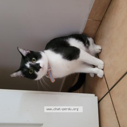 Foto 1/1 Lily Chat perdido en Flers en escrebieux