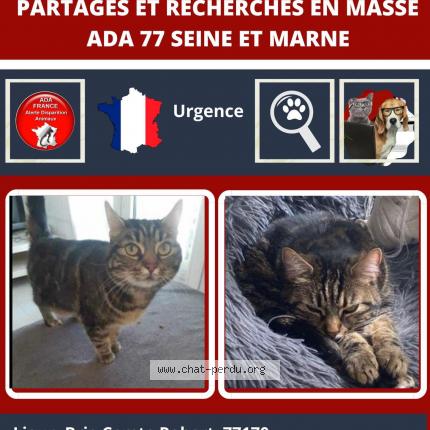 Foto 1/1 Sia Chat perdido en Brie comte robert