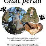 Foto del gato perdido en Nantes
