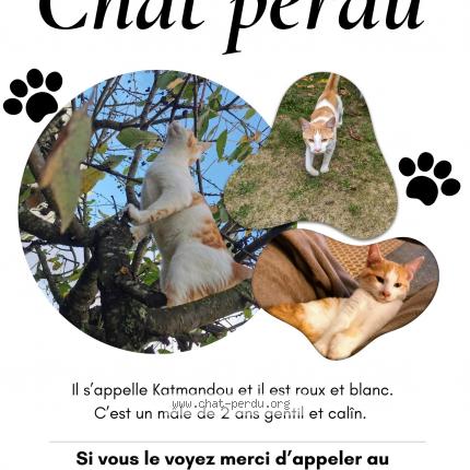 Foto 1/1 Katmandou Chat perdido en Nantes